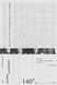 White on White. Women in the Public Life of Ukraine, 1884-1939