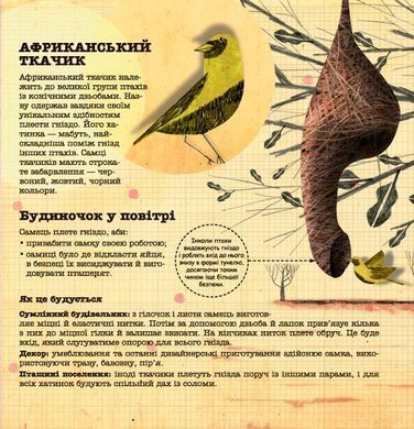 Architects in the Animal World