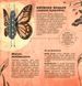 Architects in the Animal World