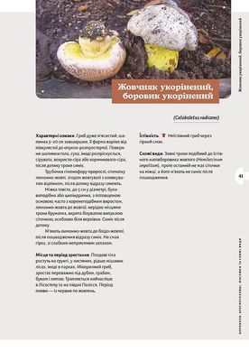 Як і де збирати гриби